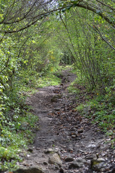 Monti Cimini Run  (Crit. Trail) (13/04/2014) 004