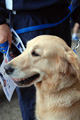 telethon_2412