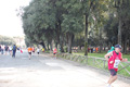 frascatipino_393