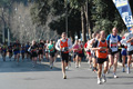 dominici_km_12_615