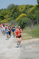 dominici_va_2540