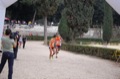 maratonastaffetta10_103
