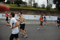 pino_1356