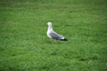 staffetta_5434