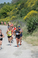 dominici_va_2290