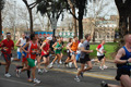 pino_0464