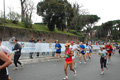 pino_1068