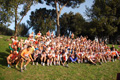 pino_ro__0053