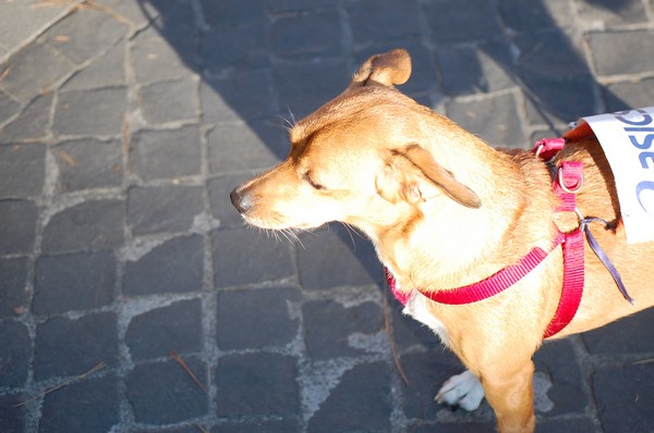 Corsa delle 3 Ville (09/10/2011) 0069