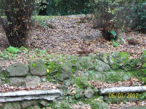 Corsa del Giocattolo (06/01/2012) 0040