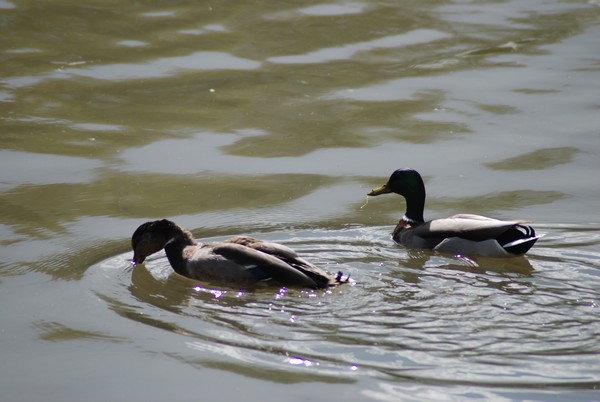 Vivicittà Roma - Vivifiume (15/04/2012) 0010