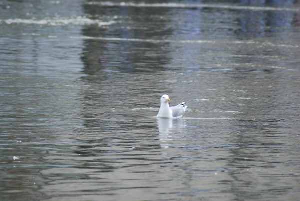 Vivicittà Roma - Vivifiume (15/04/2012) 0030