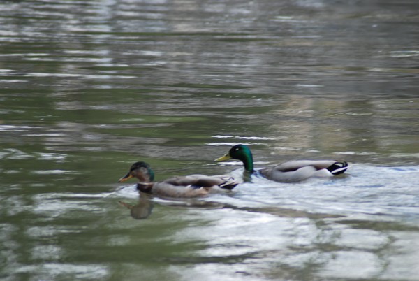 Vivicittà Roma - Vivifiume (15/04/2012) 0031