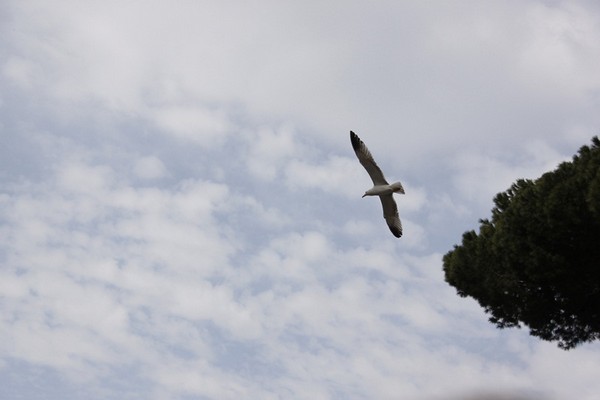 Maratona di Roma (18/03/2012) 0014