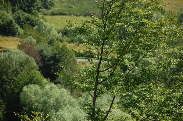 Giro del Lago di Campotosto (T.S./C.E.) (27/07/2013) 00114