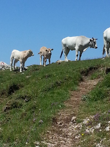 Monte Terminillo Sky Race (Crit. Trail) (30/06/2013) 00009
