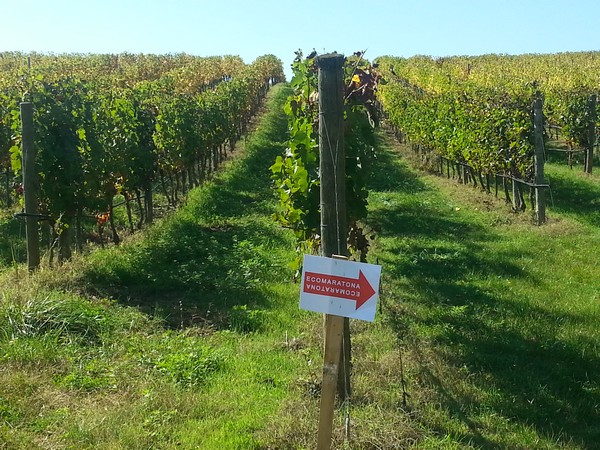 Ecomaratona del Chianti  (19/10/2014) 022