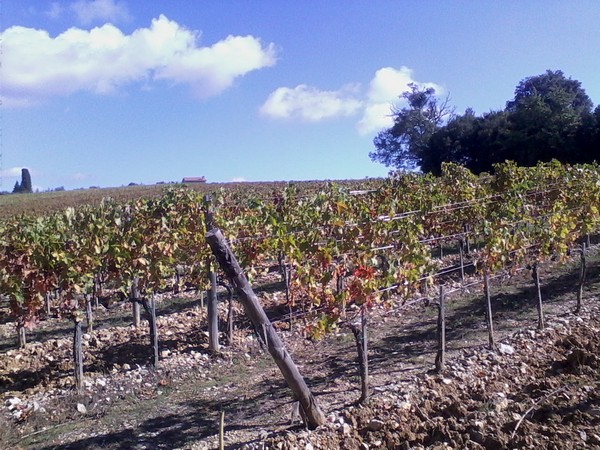 Ecomaratona del Chianti  (19/10/2014) 003