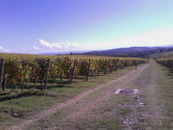 Ecomaratona del Chianti  (19/10/2014) 004