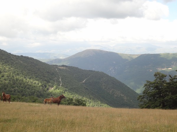 Coscerno Eco Trail (12/07/2014) 00016
