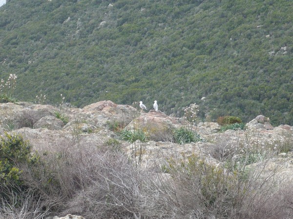 Capraia Wild Trail (06/04/2014) 073