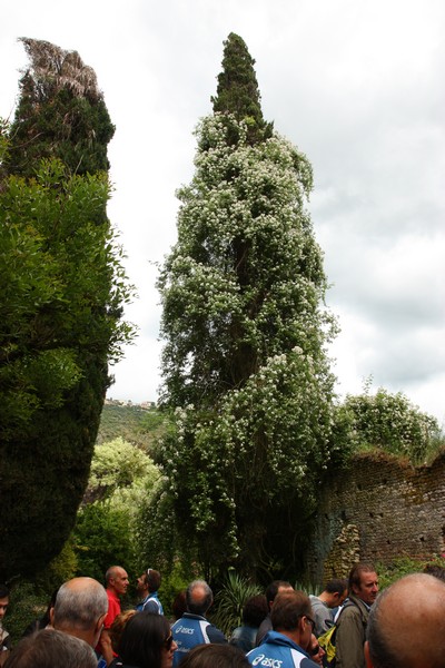 Campestre Oasi di Ninfa (23/05/2015) 00007