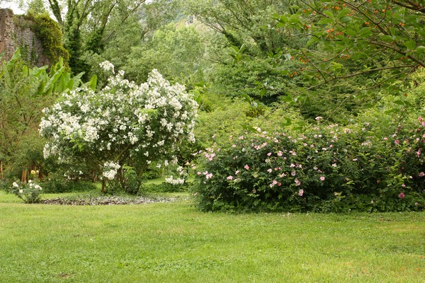 Campestre Oasi di Ninfa (23/05/2015) 00011