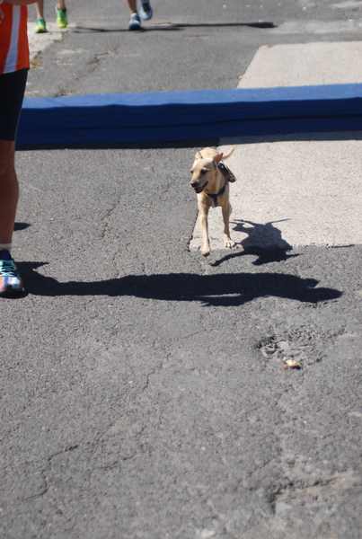 Maratonina 