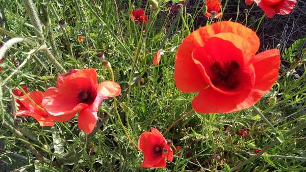 Sulle Orme di Enea (08/06/2019) 00001