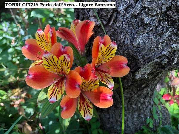 Contest Foto e Video Estate 2020 (01/09/2020) 00014