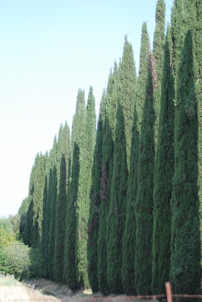 Maratonina di Villa Adriana [TOP] (29/05/2022) 0151