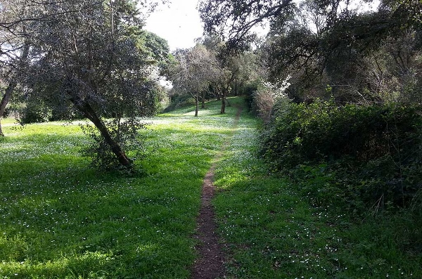 un tratto del parco della Sughereta