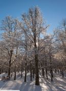 Particolare della faggeta verso Monte Autore (foto Orizzonti Simbruini)