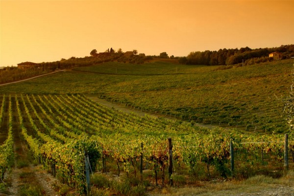 Tramonto sulle vigne del Chianti